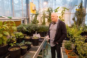 Researcher studies mint family