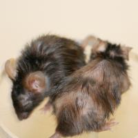 foxo4-dri peptide senolytic mouse study 2023 Peptide targeting senescent cells restores stamina, fur, and kidney  function in old mice