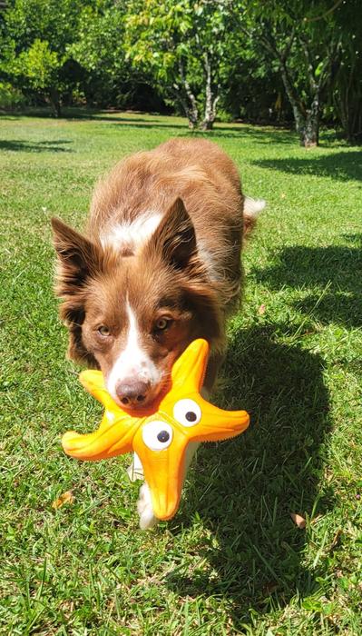 Bindi with a pull toy