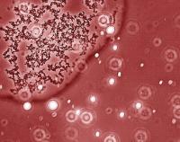 <i>E. coli</I> Making Fuel
