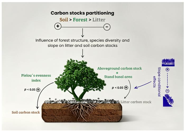 Carbon partitioning in a mixed ombrophilous forest fragment in southern Brazil