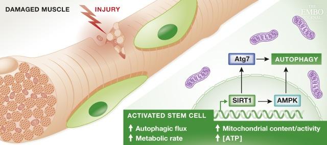 Autophagy