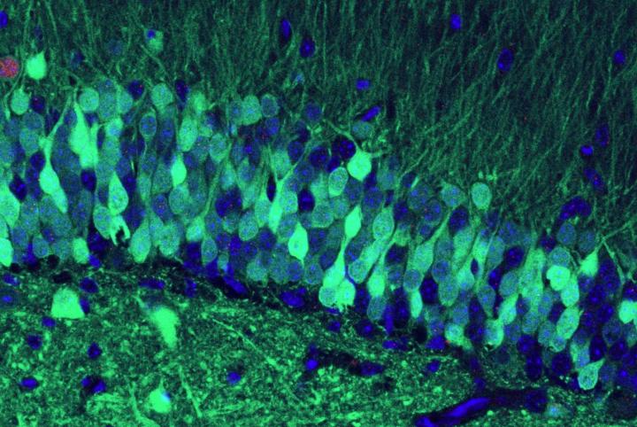Memory in Mouse Brain