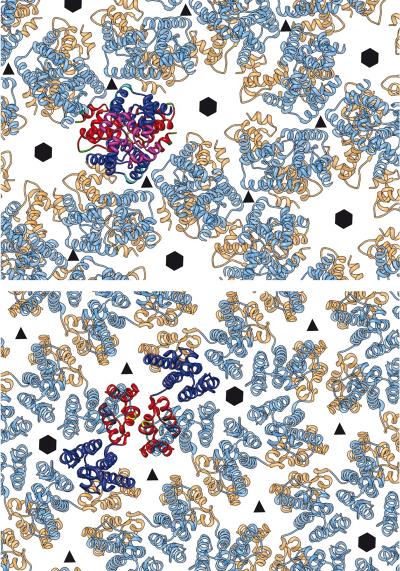 Shape-Shifting Virus Shell (1 of 2)