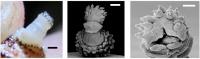 Papillae Structure