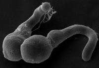 Image Scanning Electron Micrograph of Two Germinated Camellia Pollen Grains