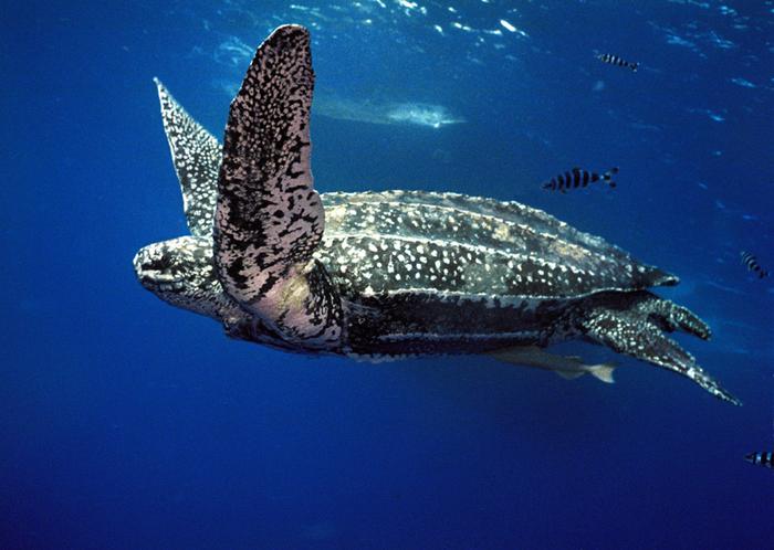 Adult leatherback