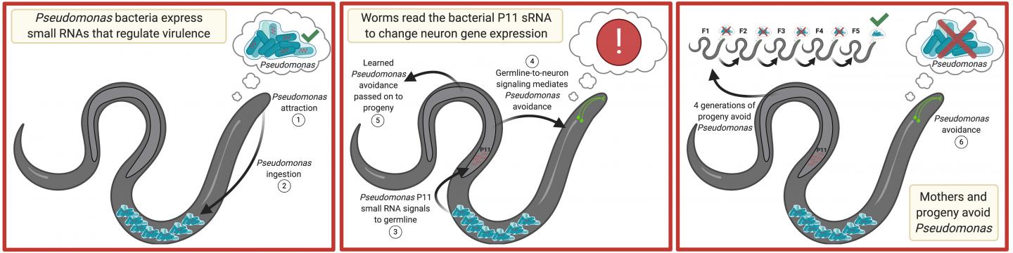 How Pseudomonus avoidance is encoded for four generations in C. elegans