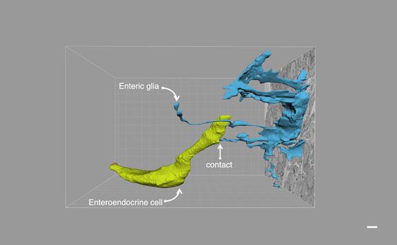 Glia Connection