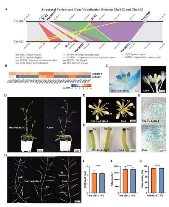 Candidate gene identification at the SDR boundaries and functional assessment of VmBASS4.