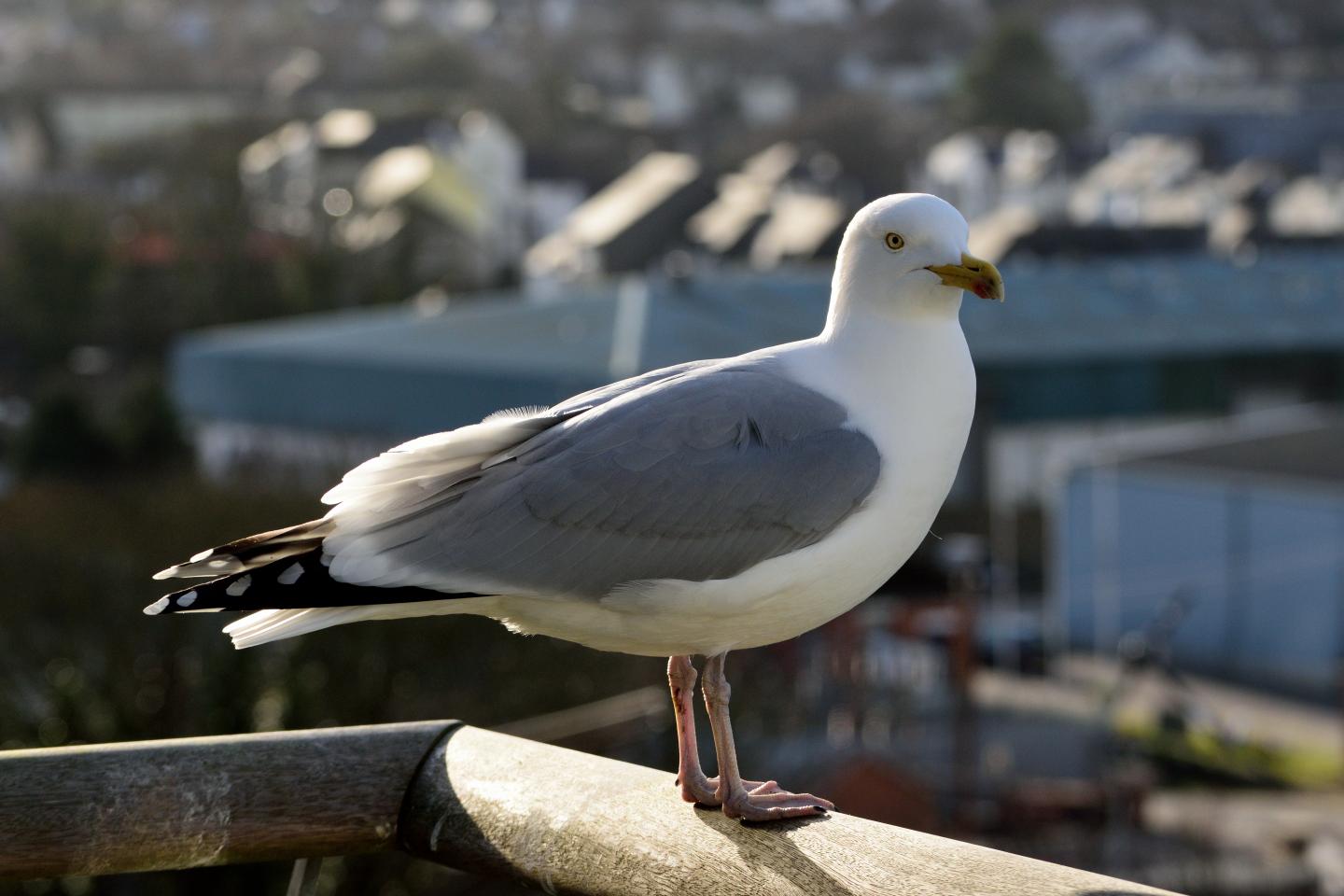 Herring Gull (1 of 3)