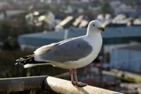 Herring Gull (1 of 3)