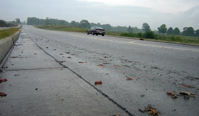 Road Kill