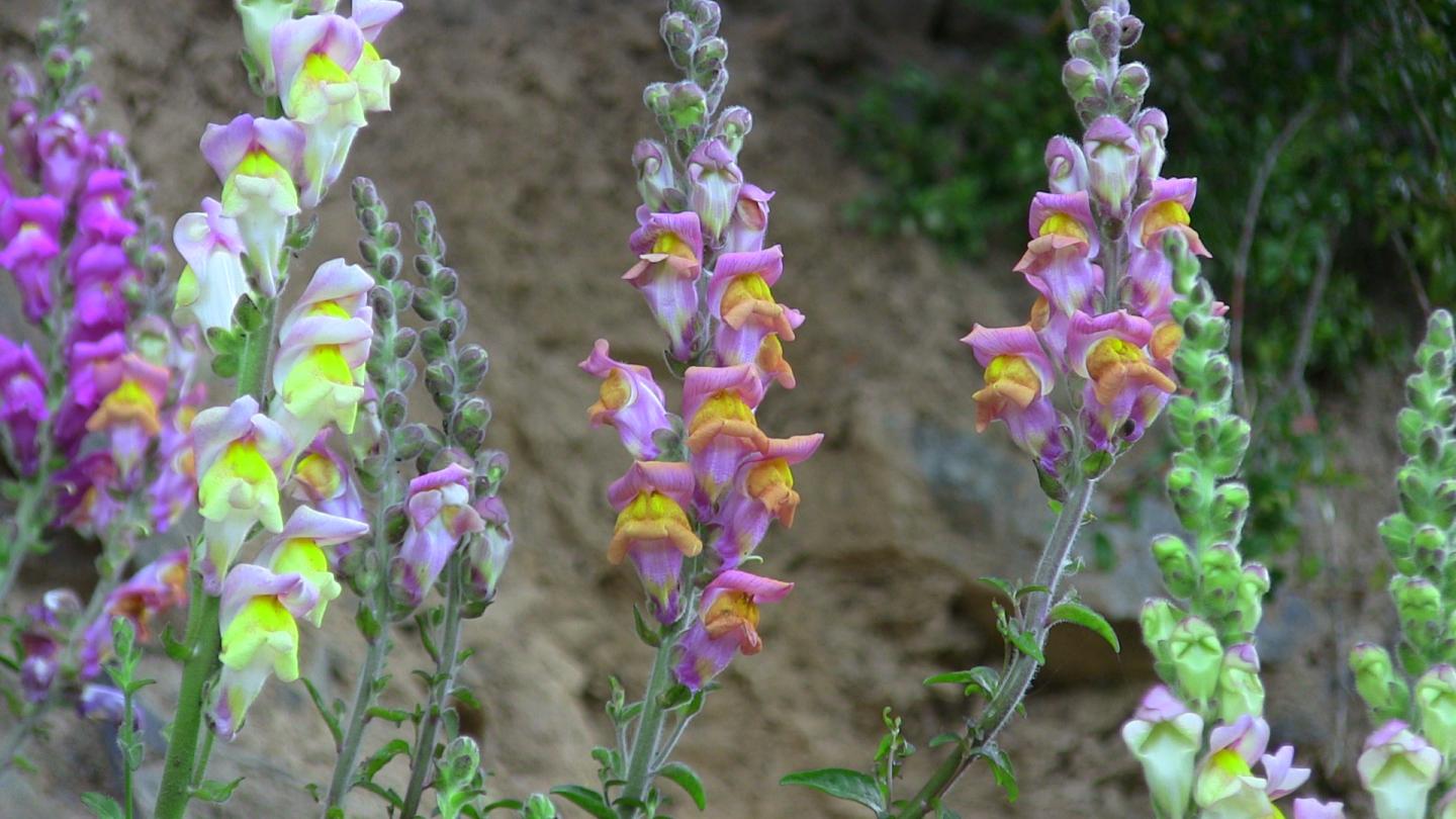 Snapdragons - Evolutionary Clue