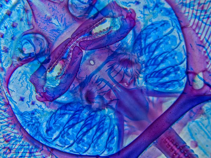 A skeletal preparation of a little skate (Leucoraja erinacea) hatchling, ventral view. Credit: Andrew Gillis, MBL