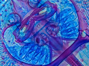 A skeletal preparation of a little skate (Leucoraja erinacea) hatchling, ventral view. Credit: Andrew Gillis, MBL