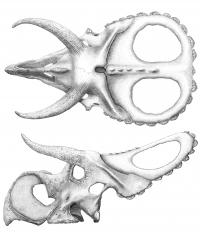 <i>Nasutoceratops</i> Drawing