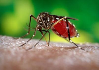 Mosquito Bites Human
