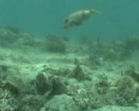 Aggressive Clownfish