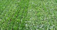 Powdery Mildew Disease Trial