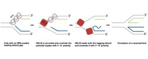 Figure 2. Working model of HELQ function