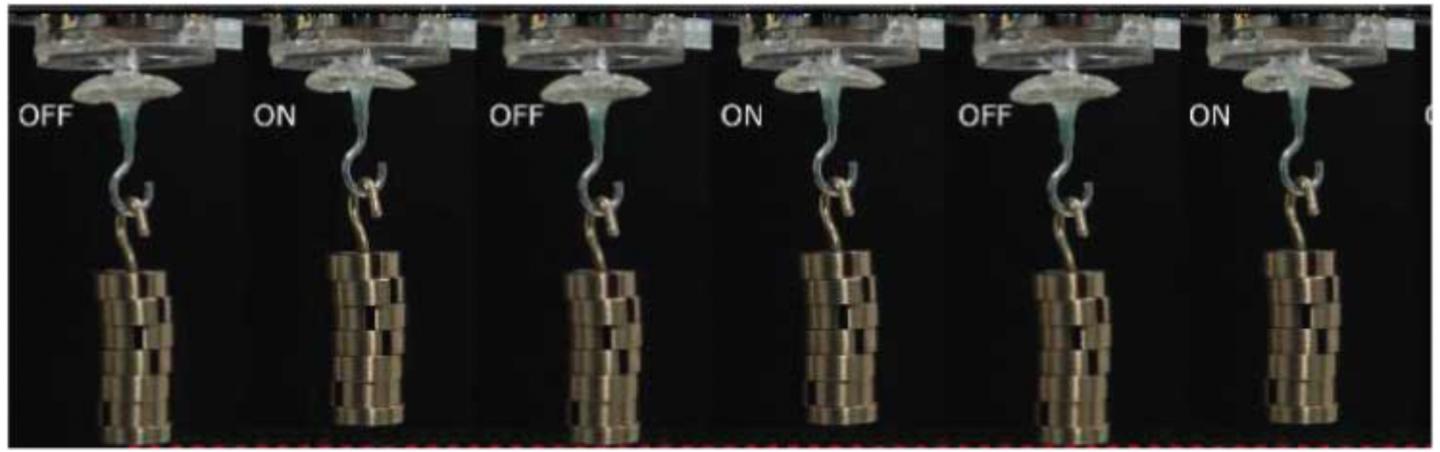 Self-Healing Material Patterned after Squid Ring Teeth Protein