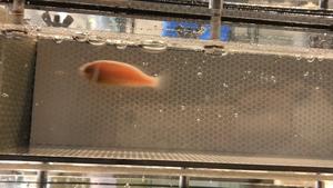 Measuring clownfish swimming performances