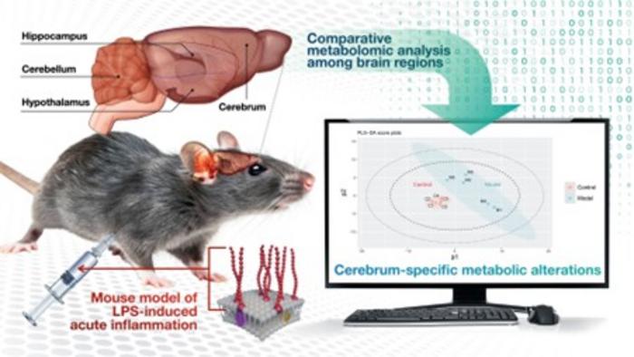 Region-Specific Brain Metabolic Changes Following LPS-Induced Acute Inflammation