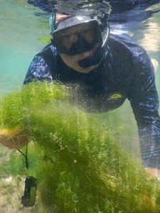 Belize Barrier Reef