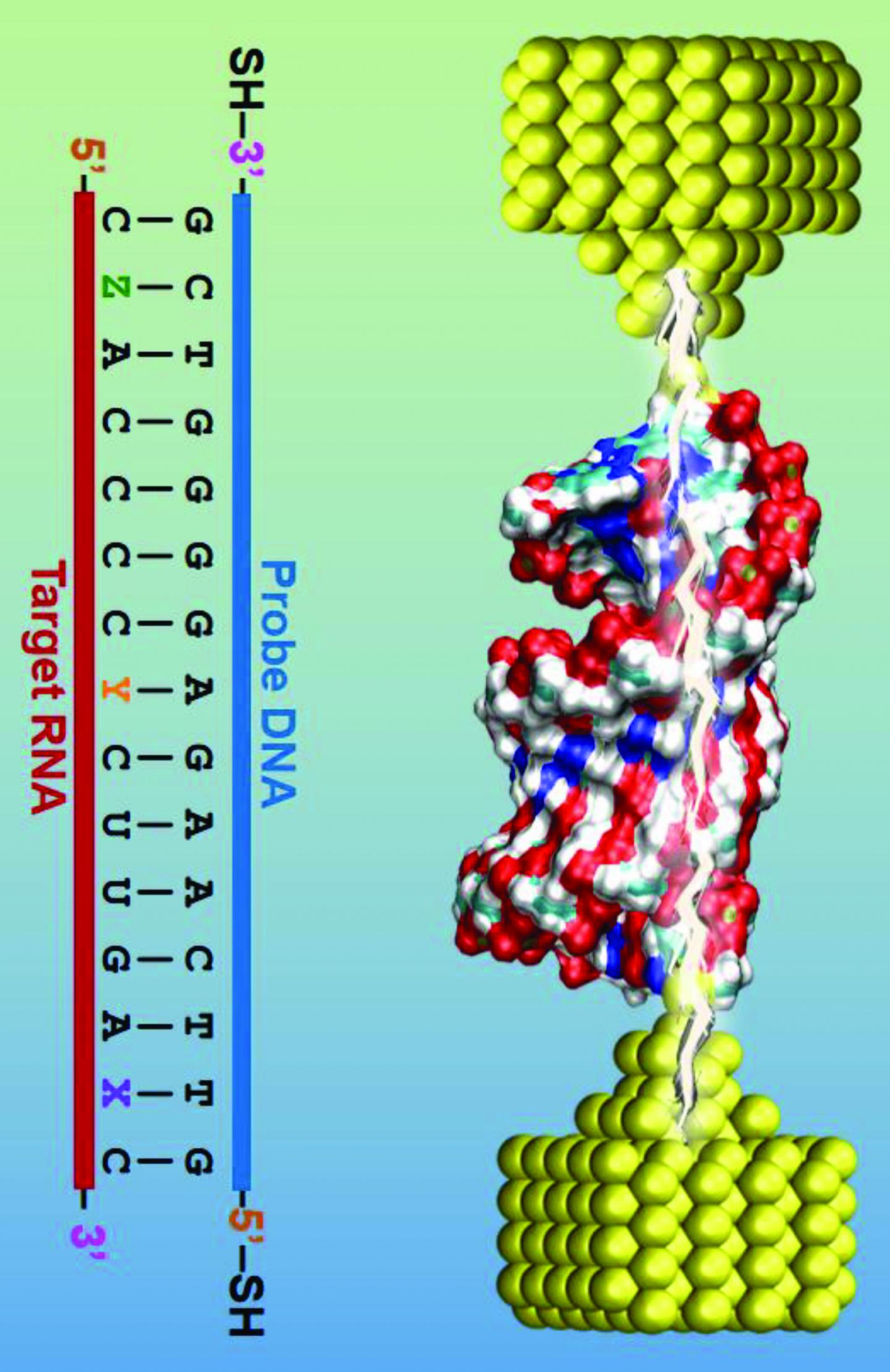 Detecting E. coli Strains Using Molecular Electronics