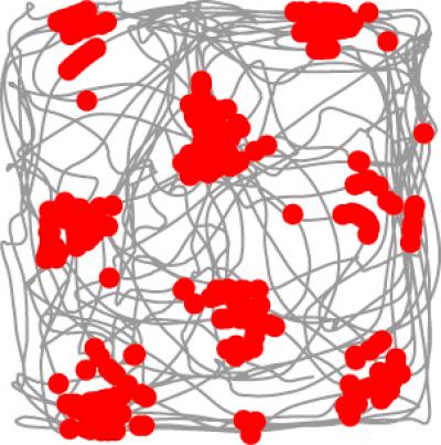 Grid Cell
