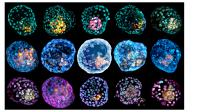 iBlastoids