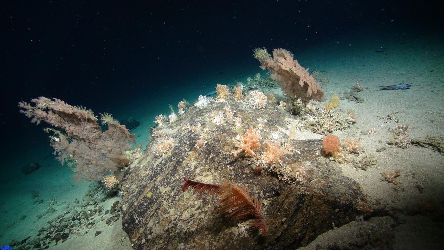 Rocky outcrop