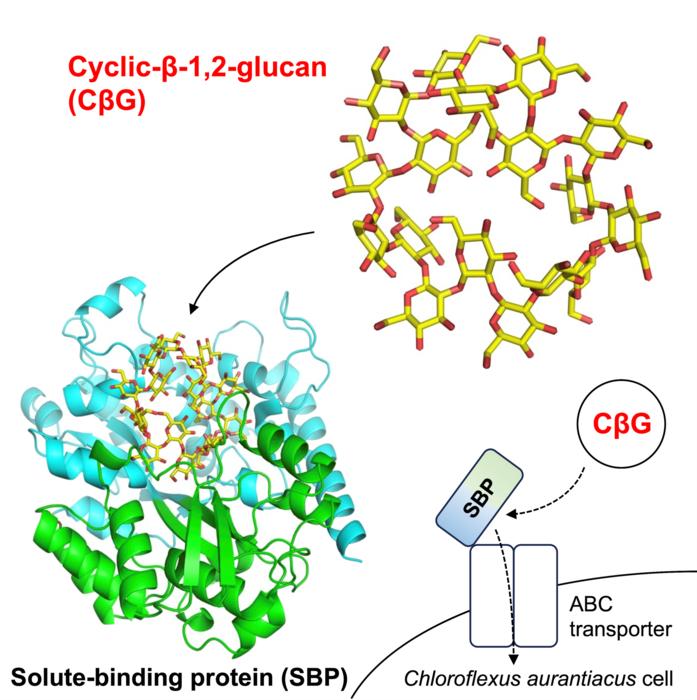 Illustration depicting the binding of cyclic β-1,2-glucan to Chy400_4166