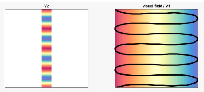 Sinusoidal transform of the visual field in V2