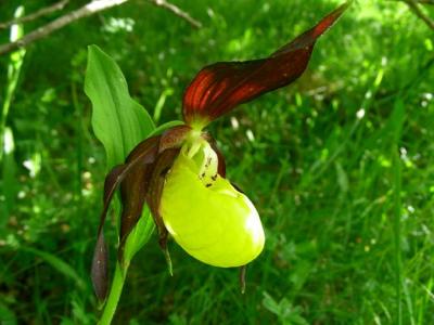 Orchid