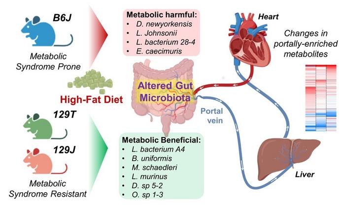Metabolites produced in the intestine play a central role in controlling obesity and diabetes