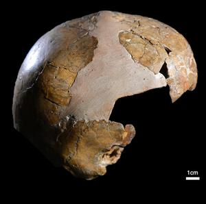 Izrael: Objavili najstarší dôkaz kríženia Homo sapiens a Neandertálcov