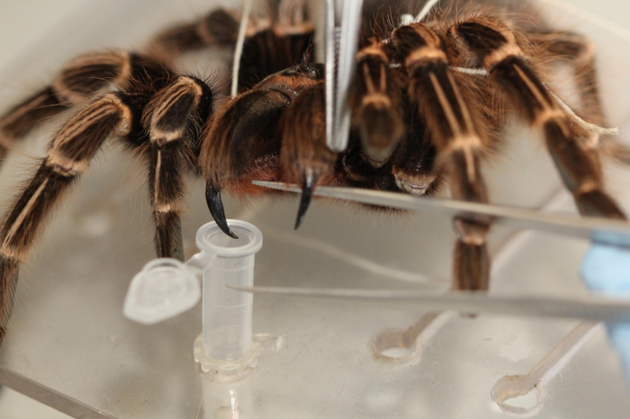 Amazonian spider