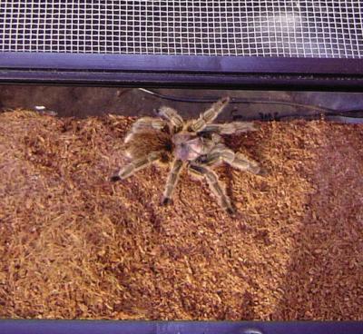 Tarantula