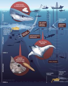 Infographic of deep sea mining impact pathways