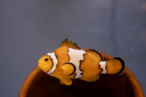 Snowflake clownfish
