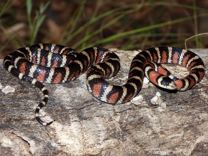 Arizona mountain kingsnake
