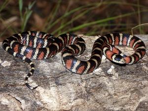 Arizona mountain kingsnake