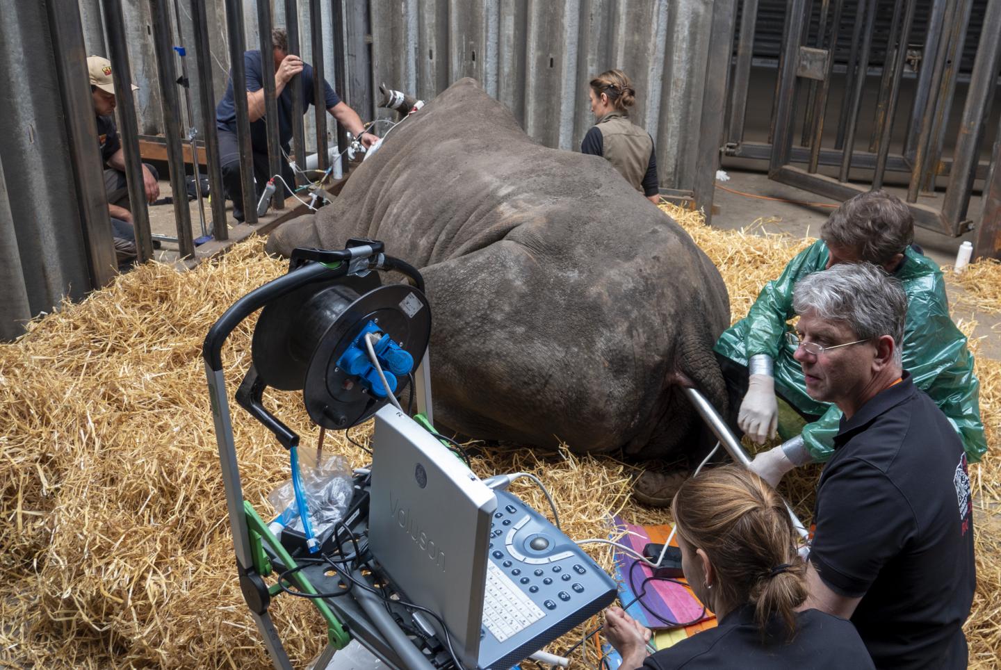 Oocytes Extraction from the Southern White Rhino Female