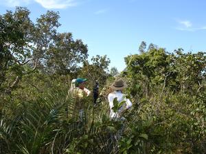 Researchers carry out field work in the Cerrado