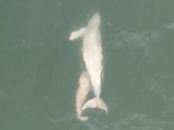 Infant narrow-ridged finless porpoise nursing with a likely mother