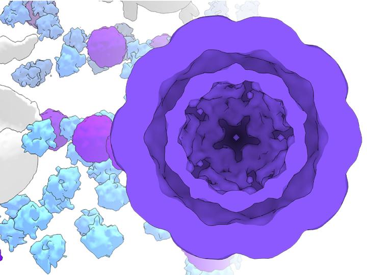 Modified Cryo-EM Image