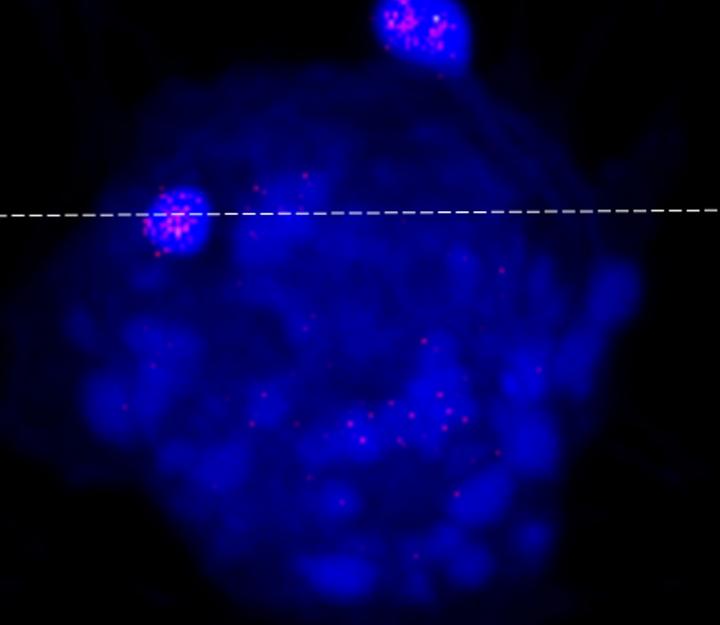 Cell with the ATCV-1 Viral Particles