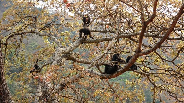A group of Issa Valley chimpanzees navigate an open woodland crown to forage on new leaves.